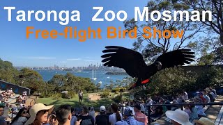 Watch trained birds swoop over your heads  QBE Freeflight Bird Show Taronga Zoo  Mosman [upl. by Assirroc]