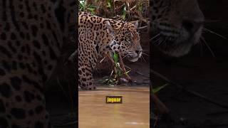 ¡Leopardo vs Nutrias Gigantes leopardo vs nutriasgigantes animalessalvajes [upl. by Euqina]