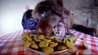 BARFWorldcom The Truth About Your Dogs Food [upl. by Om]