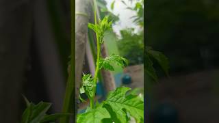 উচ্ছে গাছ Momordica charantia🌱 viralvideo shorts gardeningchannel [upl. by Yroggerg446]