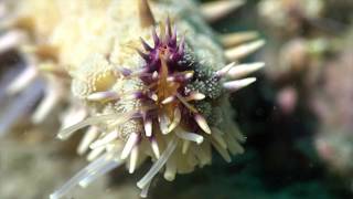 Etoile glaciaire  Marthasterias glacialis  Spiny starfish  Palavas France [upl. by Rintoul]