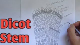 How to draw transverse section of dicot stem  Labelled diagram of dicot stem [upl. by Tennies]