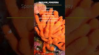 PHYLUM PORIFERA [upl. by Azaria]