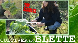 Culture de la BLETTE au POTAGER  Semis Récolte etc  Astuce [upl. by Esinehs]