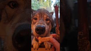 Lil Wolf in the Window petwolf wolfpup wolfdog [upl. by Halludba446]