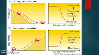 Unit 2 Endergonic amp Exergonic Reactions [upl. by Chu]