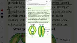 Explain the mechanism of opening and closing of stomata [upl. by Hasen]