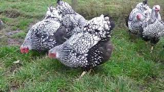 SILVER LACED WYANDOTTE LARGE FOWL FROM CHESHIRE POULTRY [upl. by Tram]