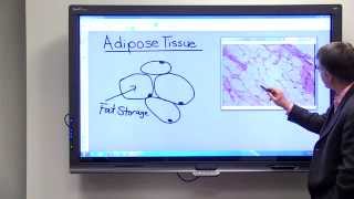 Adipose Tissue [upl. by Boff]