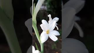 Today my tuberose plant has flowers for the first time greenplants tuberose floweringgarden [upl. by Anelhtak]