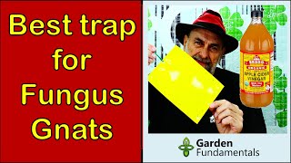 Cider Vinegar or Yellow Sticky Traps for Fungus Gnats ❓❓❓ Which Works Better [upl. by Michal]