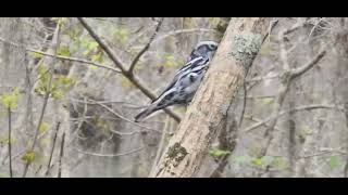 Black and White Warbler close to trail [upl. by Anyk558]