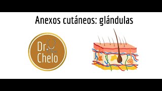 Anexos cutáneos glándulas [upl. by Oiled]