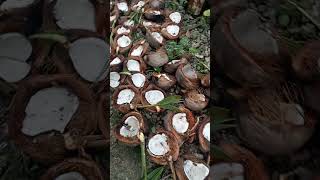 Isa sa mga pagkakitaan sa bukid ang niyogytshortsforyou coconut fypシ゚ fyp fypシ゚viral simple [upl. by Ranchod]