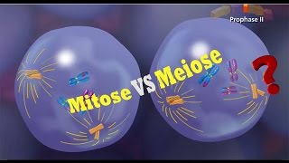 La Différence Entre La Mitose Et La Méiose [upl. by Weeks]