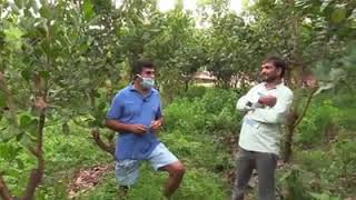 Cashew Nut Farming [upl. by Hako]