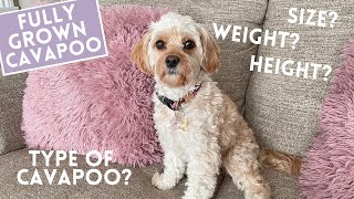 How Much Do Cavapoos Weigh How Big Do Cavapoos Get  Your Questions Answered Part 3 [upl. by Frere]