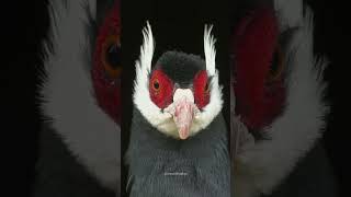 Brown Eared Pheasant brown pheasant bird eared wild beautiful west nature wildlife HA39103 [upl. by Ibur]