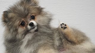 This dog is a toe bean model  Pomeranian Puppy [upl. by Bhatt]