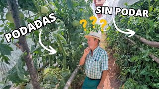 ¿Es mejor Podar las Tomateras o Dejarlas como están [upl. by Matthaeus78]