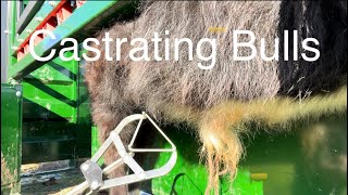 Castrating Bull Calves [upl. by Kit]