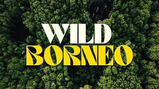 WILD BORNEO  Jungle Safari River Cruise in Borneo  4K CINEMATIC [upl. by Elwira]