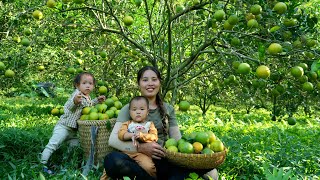 Harvest the orange garden to sell at the market  trap giant fish to cook with your children [upl. by Arima]