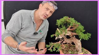 Ricerca del fronte per Creare un bonsai di Ginepro kishu [upl. by Macnamara]