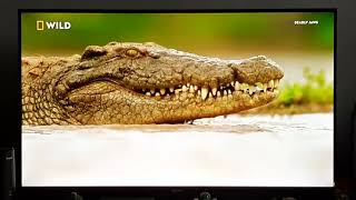 Nile Crocodile  When Predators Attack  Nat Geo Wild [upl. by Ainot]