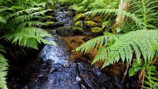 Gentle Running Water stream amp birds singing at morning 6 hours [upl. by Narf]