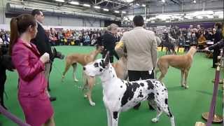 Great Danes at Westminster Kennel Club Dog Show [upl. by Adlemy]