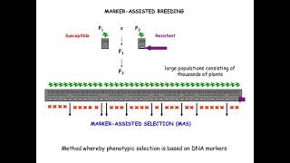 MARKER ASSISTED BREEDING or MAS IN CROP IMPROVEMENT [upl. by Ahsinroc]