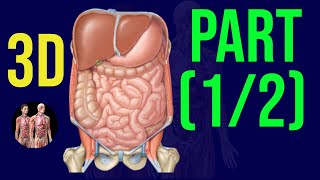 3D Abdomen Pelvis Organs  Quick Revision🔥  Part 1  Anatomy Decoded [upl. by Millda648]