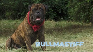 Bullmastiff Dog Breed 101 [upl. by Millford229]