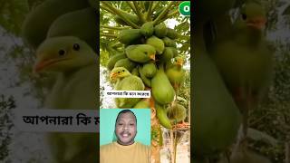 পেঁপে দেখতে দেখতেই পাখি হয়ে যাচ্ছে দেখেন 😱🦜 shorts short video ytshorts funny birds [upl. by Egiap]