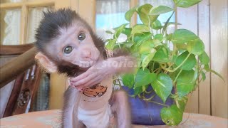 super active baby monkey [upl. by Tolmann910]