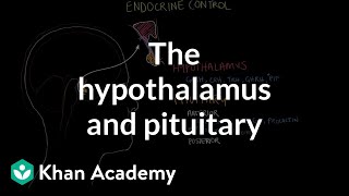 The hypothalamus and pituitary gland  Endocrine system physiology  NCLEXRN  Khan Academy [upl. by Akeimahs503]