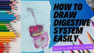 how to draw human digestive system easilyviraldigestion [upl. by Einon]