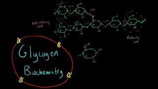 Glycogen Biochemistry EVERYTHING YOU NEED TO KNOW glycogen synthesis breakdown reducing end [upl. by Pliske]