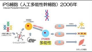 56高校生物「幹細胞」2022 [upl. by Mehalick]