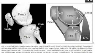 The medial collateral ligament Part 1 anatomy [upl. by Akeenahs998]