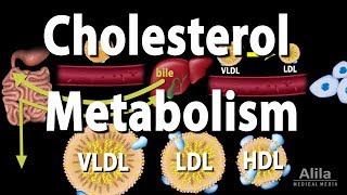 Cholesterol Metabolism LDL HDL and other Lipoproteins Animation [upl. by Ahsetan]