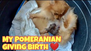 Pomeranian Giving Birth  Nanay na si Paris  Paris Update  Cute Puppy  Vivas Malimban [upl. by Seward212]