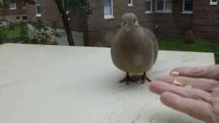 How I Did Domesticate a Mourning Dove in Few MinutesHD [upl. by Shelden847]