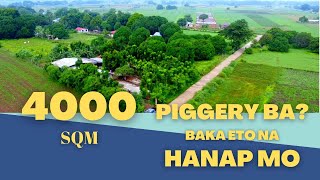 Vlog25 4000sqm Piggery With Mahogany Trees With Aerial View [upl. by Nyrrek]