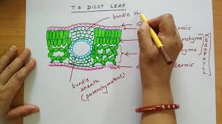 anatomydicotleafvsdorsiventralleaf Anatomy of a Dicot leafDorsiventral leaf internal structure [upl. by Nelyak]