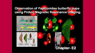 No08E 2 Observation of butterfly pupae using NMRI [upl. by Yadahs998]