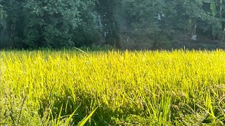 2024年9月5日 morning rice fields [upl. by Alket31]