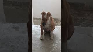 music love bollywood dog lovesong doglover [upl. by Netsoj]