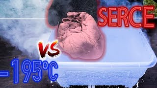 CIEKŁY AZOT vs SERCE 7 CHEMICZNYCH EKSPERYMENTÓW Z CIEKŁYM AZOTEM [upl. by Cire]